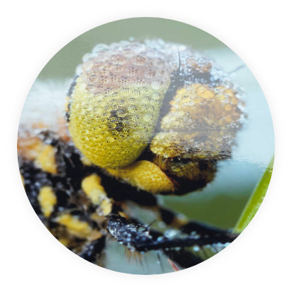 Fujifilm Spark Prints