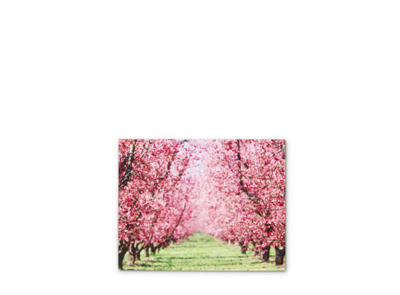 Photos sur toile express