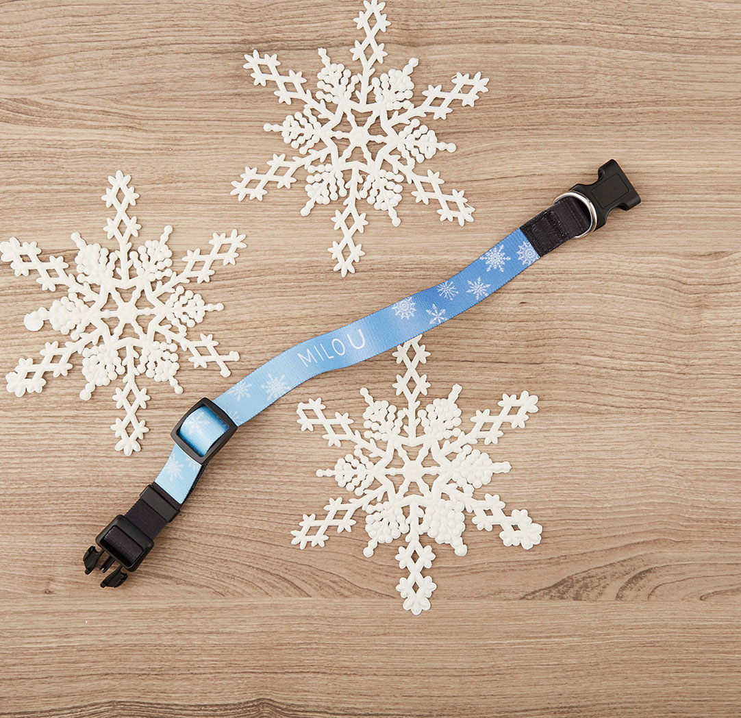 Petit collier pour animaux