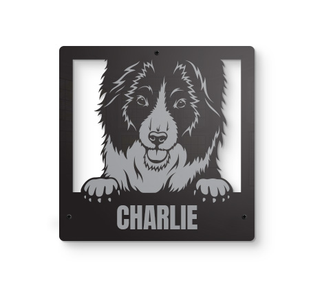 Border Collie