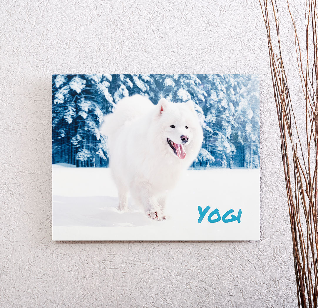 Photos sur plaque de métal de 16 x 20 po